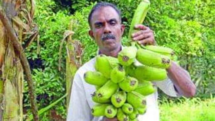 Suresh Kumar s farm with different varieties of crops Suresh Kumar s farm with different varieties of crops