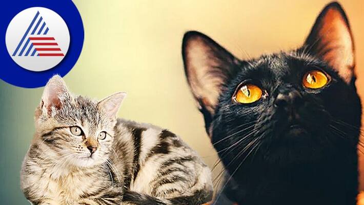 know the auspicious and inauspicious signs related to the cat skr know the auspicious and inauspicious signs related to the cat skr