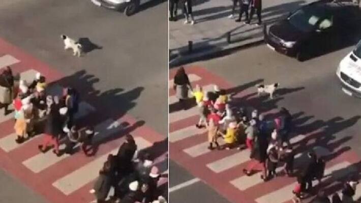 dog helps children to cross the road dog helps children to cross the road