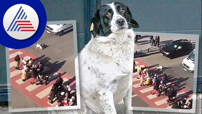 dog helps kids to cross the road watch viral video akb dog helps kids to cross the road watch viral video akb