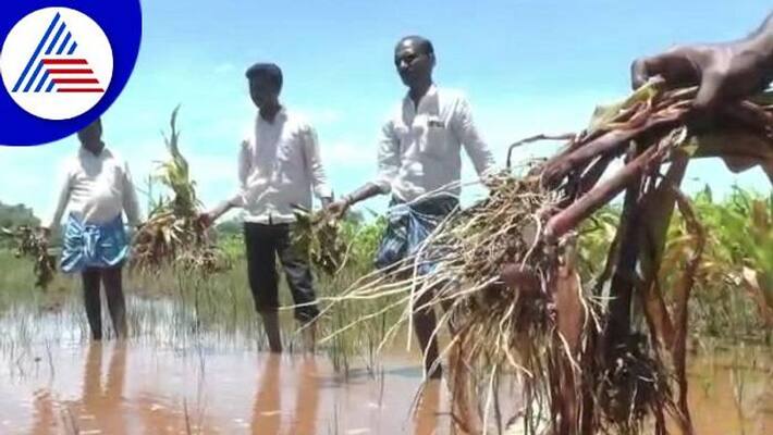 Farmers outrage Against Officers due to Crop Loss in Gadag grg Farmers outrage Against Officers due to Crop Loss in Gadag grg