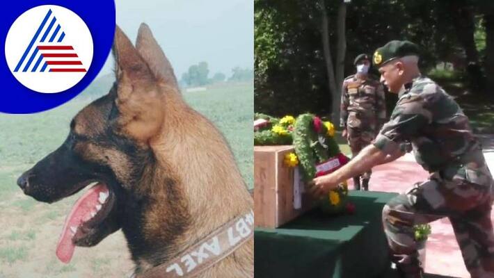Indian army pay last respect to martyr dog Axel, died during a counter terrorism operation in Baramulla akb Indian army pay last respect to martyr dog Axel, died during a counter terrorism operation in Baramulla akb