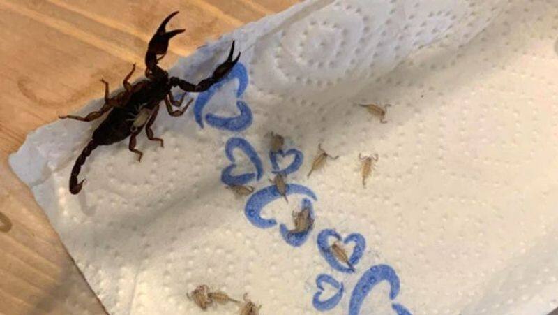 Woman Finds 18 Scorpions In Her Suitcase After Returning From Vacation In Croatia