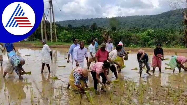 mudigere mla mp kumaraswamy plants paddy in chikkamagaluru gvd mudigere mla mp kumaraswamy plants paddy in chikkamagaluru gvd
