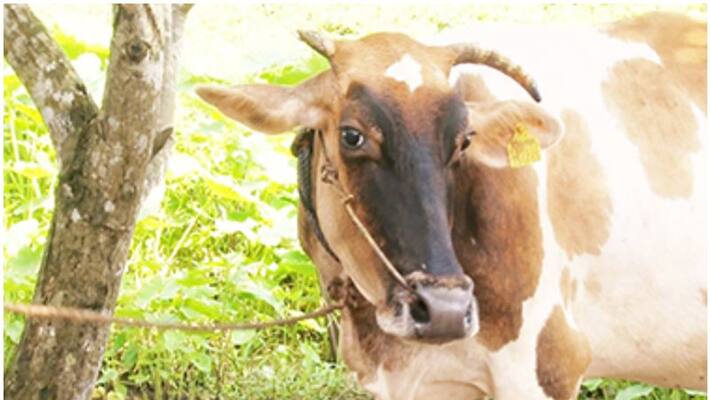 Bengal Man Arrested For Raping Pregnant Cow Sent To Jail Bengal Man Arrested For Raping Pregnant Cow Sent To Jail