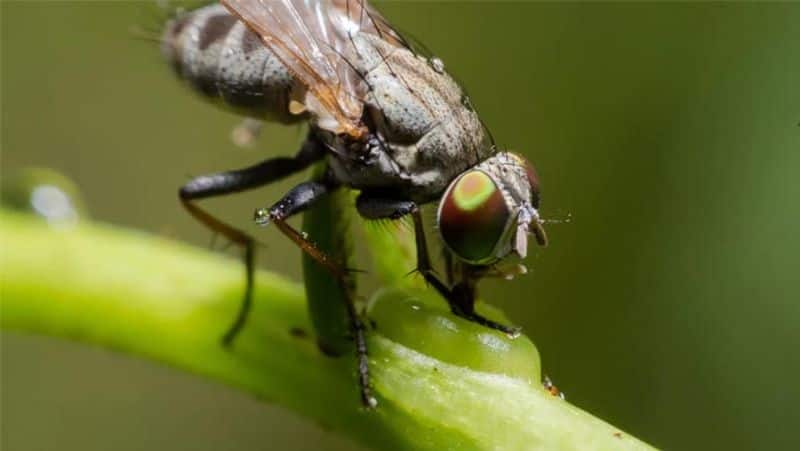 tsetse fly આ છે દુનિયાના 15 સૌથી ખતરનાક પ્રાણીઓ, નામ જાણી તમારા હોશ ઊડી જશે
