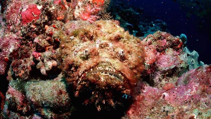 stonefish આ છે દુનિયાના 15 સૌથી ખતરનાક પ્રાણીઓ, નામ જાણી તમારા હોશ ઊડી જશે