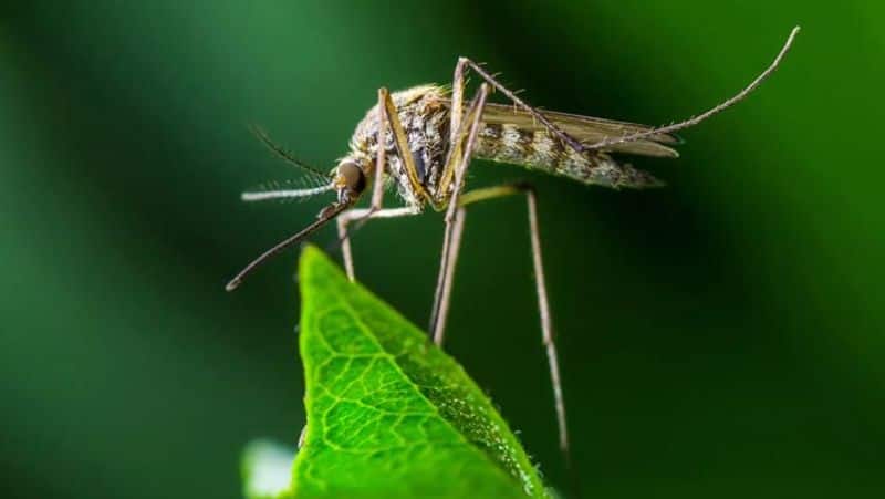 mosquito આ છે દુનિયાના 15 સૌથી ખતરનાક પ્રાણીઓ, નામ જાણી તમારા હોશ ઊડી જશે