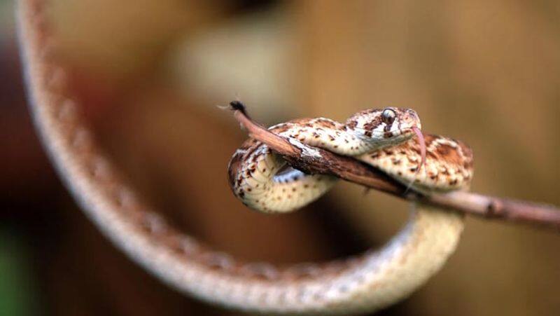 indian saw scaled viper આ છે દુનિયાના 15 સૌથી ખતરનાક પ્રાણીઓ, નામ જાણી તમારા હોશ ઊડી જશે