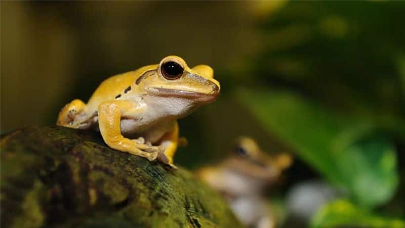 golden poison dart frog આ છે દુનિયાના 15 સૌથી ખતરનાક પ્રાણીઓ, નામ જાણી તમારા હોશ ઊડી જશે