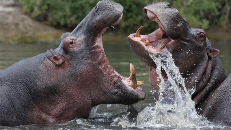 hippopotamus આ છે દુનિયાના 15 સૌથી ખતરનાક પ્રાણીઓ, નામ જાણી તમારા હોશ ઊડી જશે
