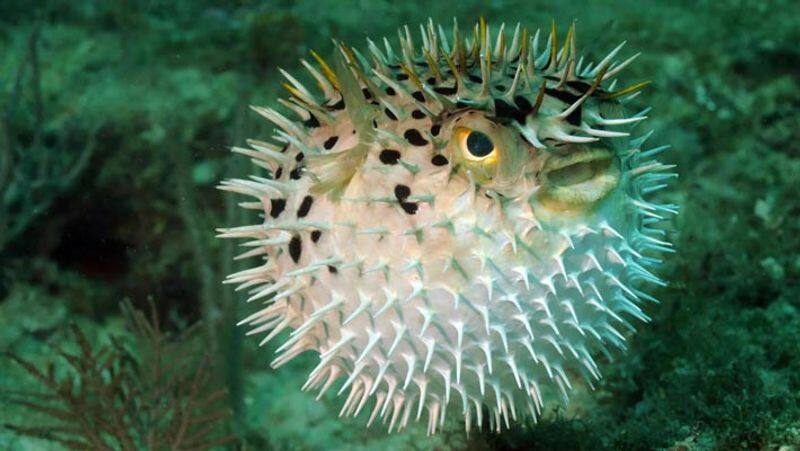 pufferfish આ છે દુનિયાના 15 સૌથી ખતરનાક પ્રાણીઓ, નામ જાણી તમારા હોશ ઊડી જશે