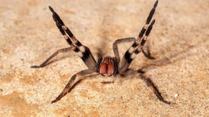brazilian wandering spider આ છે દુનિયાના 15 સૌથી ખતરનાક પ્રાણીઓ, નામ જાણી તમારા હોશ ઊડી જશે