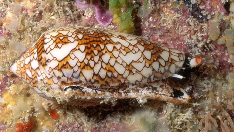 cone snail આ છે દુનિયાના 15 સૌથી ખતરનાક પ્રાણીઓ, નામ જાણી તમારા હોશ ઊડી જશે