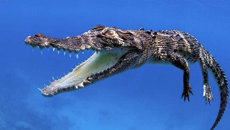 saltwater crocodile આ છે દુનિયાના 15 સૌથી ખતરનાક પ્રાણીઓ, નામ જાણી તમારા હોશ ઊડી જશે
