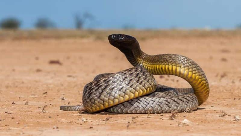 inland taipan આ છે દુનિયાના 15 સૌથી ખતરનાક પ્રાણીઓ, નામ જાણી તમારા હોશ ઊડી જશે