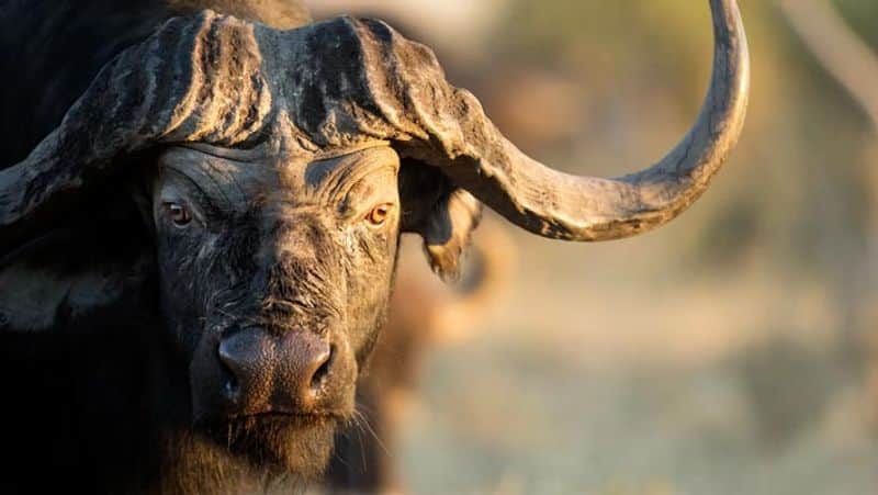 cape buffalo આ છે દુનિયાના 15 સૌથી ખતરનાક પ્રાણીઓ, નામ જાણી તમારા હોશ ઊડી જશે