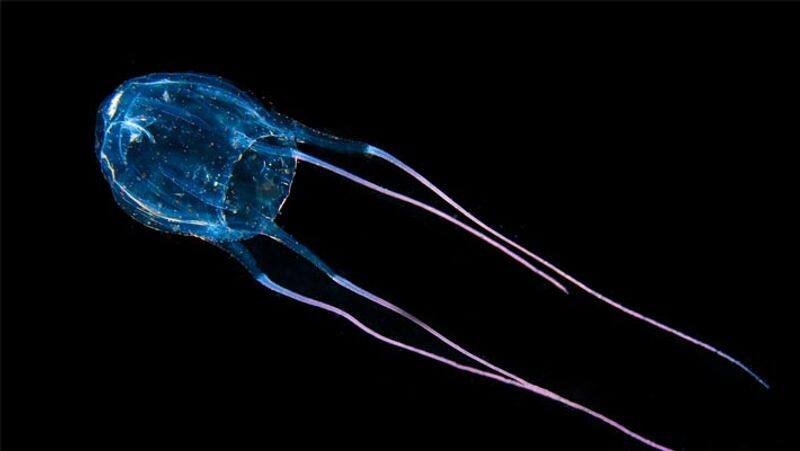 box jellyfish આ છે દુનિયાના 15 સૌથી ખતરનાક પ્રાણીઓ, નામ જાણી તમારા હોશ ઊડી જશે