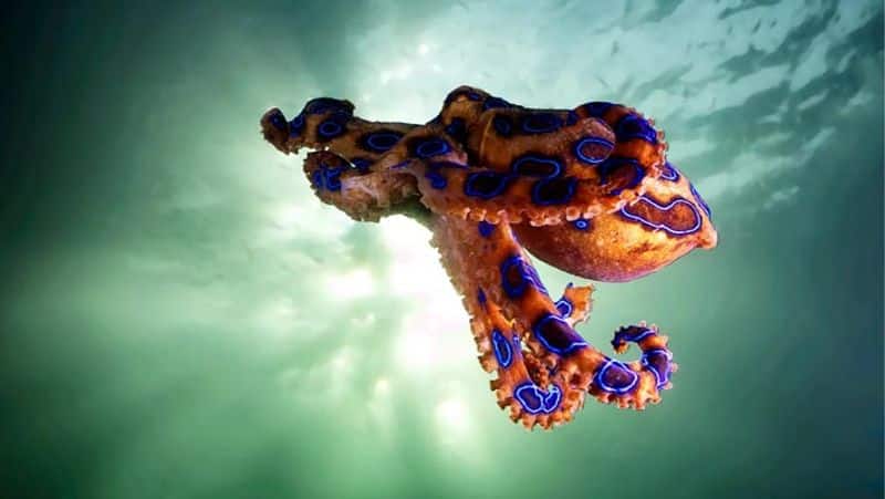 blue ringed octopus આ છે દુનિયાના 15 સૌથી ખતરનાક પ્રાણીઓ, નામ જાણી તમારા હોશ ઊડી જશે