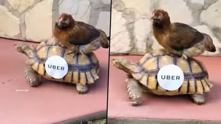 Watch: chicken taking an UBER ride; hilarious video delighted netizens Watch: chicken taking an UBER ride; hilarious video delighted netizens