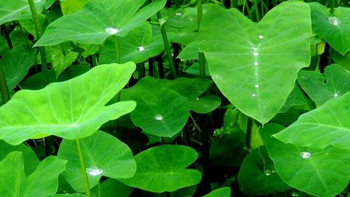 Arbi leaves or Kachu pata is very beneficial for health, acts as an antidote to heart disease bsm Arbi leaves or Kachu pata is very beneficial for health, acts as an antidote to heart disease bsm