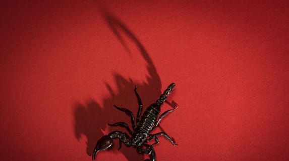 Woman Lived With Five Thousand Poisonous Scorpions For Thirty Three Days Bizzare News Trending roo Woman Lived With Five Thousand Poisonous Scorpions For Thirty Three Days Bizzare News Trending roo