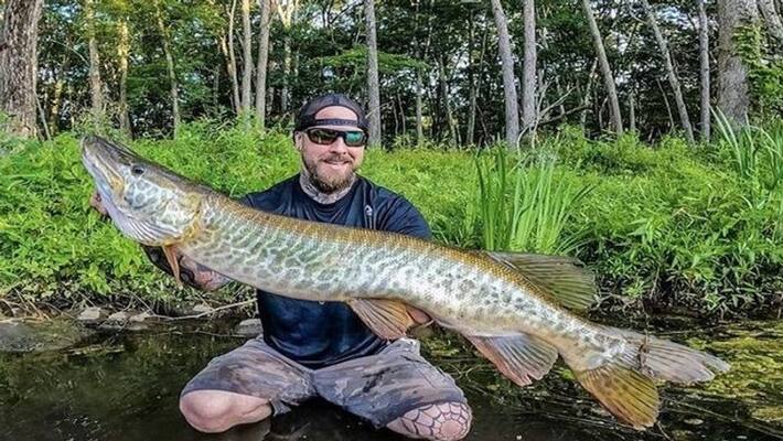 Tiger Musk Monster Fish Caught By US Fisherman apa Tiger Musk Monster Fish Caught By US Fisherman apa