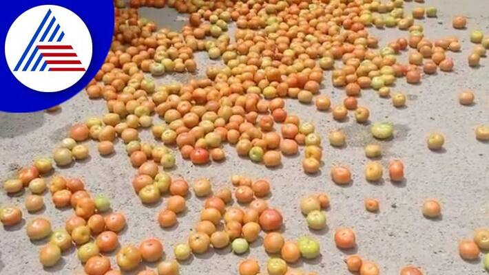 Hit by low prices Farmers in Gadag dump tomatoes on roads gvd Hit by low prices Farmers in Gadag dump tomatoes on roads gvd