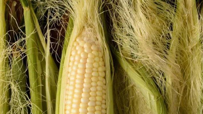Don t throw the corn silk while cooking otherwise 5 benefits you will miss BDD Don t throw the corn silk while cooking otherwise 5 benefits you will miss BDD