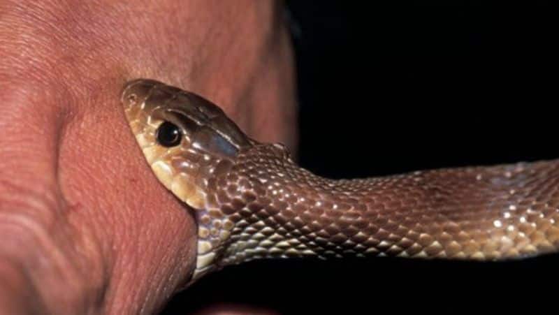 Snake bites brother... attended funeral  man killed by snakebite