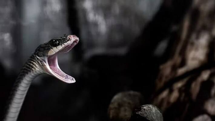 Unique case in Jharkhand Snake head was bitten and eaten pwt Unique case in Jharkhand Snake head was bitten and eaten pwt