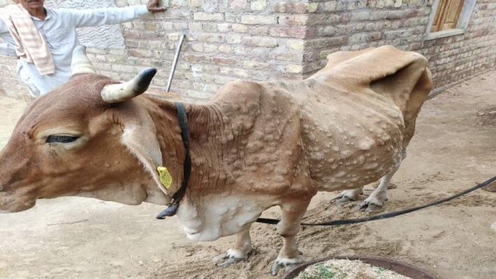 Lumpy Virus: A BHU physician prays specifically for cattle and asks for divine intervention Lumpy Virus: A BHU physician prays specifically for cattle and asks for divine intervention