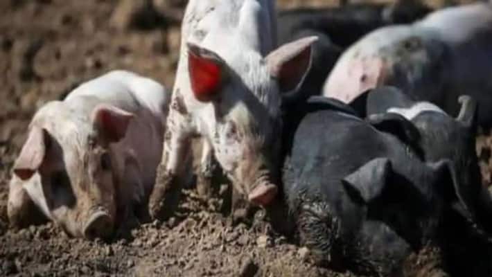 185 pigs were killed in Visakhapatnam before the arrival of the President Draupadi Murmu akb 185 pigs were killed in Visakhapatnam before the arrival of the President Draupadi Murmu akb