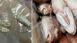 fish consumed in Pakistan is contaminated gow