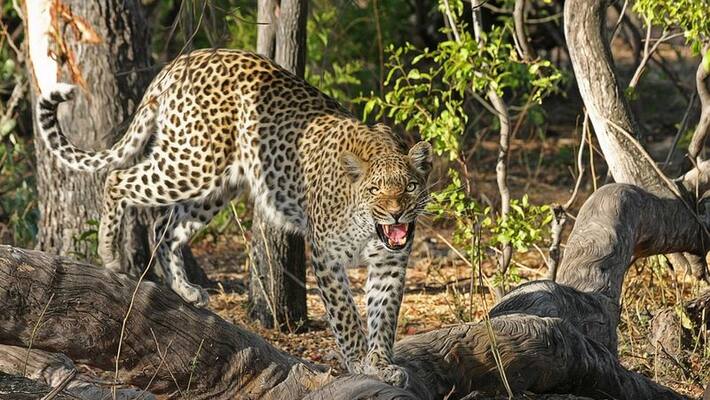 People of Karnataka Worried About Leopard grg People of Karnataka Worried About Leopard grg