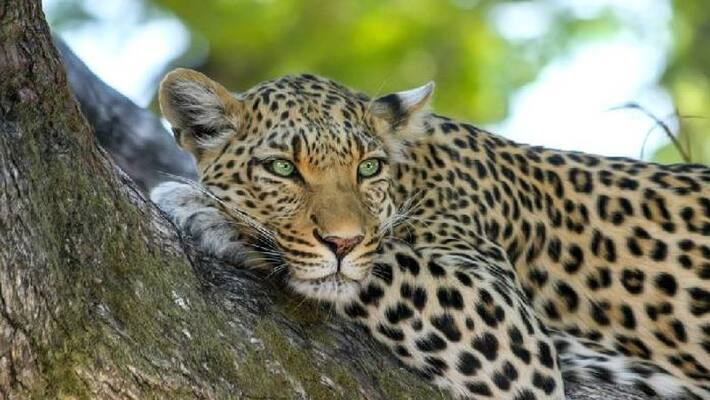 Increased Anxiety Due to Not Yet Leopard Catch in Belagavi grg Increased Anxiety Due to Not Yet Leopard Catch in Belagavi grg