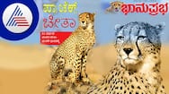 Relocation of African Cheetahs To India Know More About Ambitious Project vcs