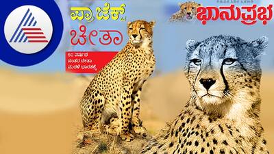 Relocation of African Cheetahs To India Know More About Ambitious Project vcs