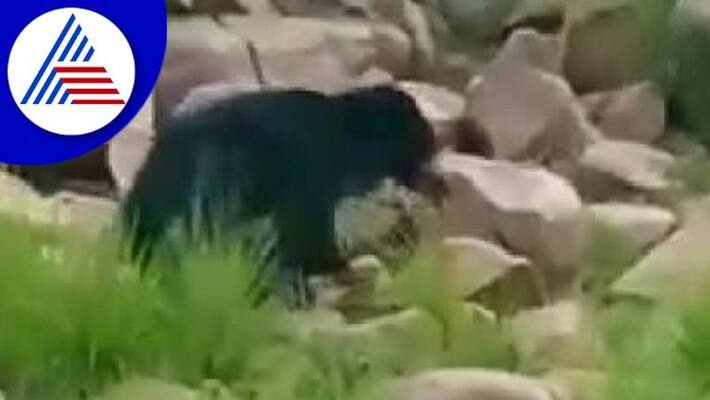 Few days ago cheeta visibled today Bear at vijayanagar rav Few days ago cheeta visibled today Bear at vijayanagar rav