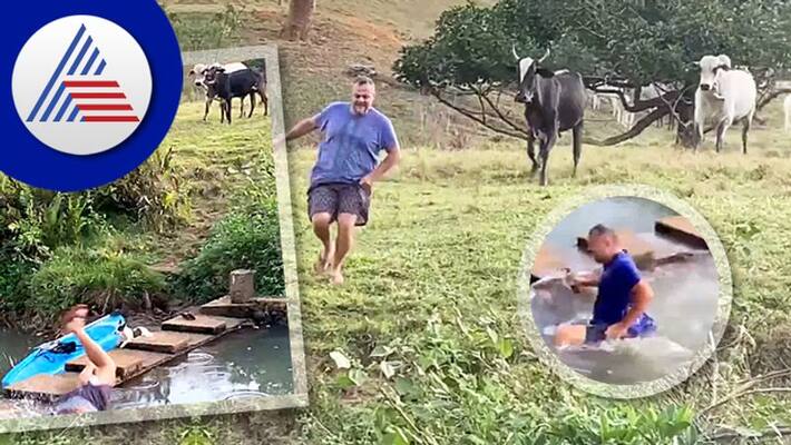 Man chassed by cattles watch viral video akb Man chassed by cattles watch viral video akb