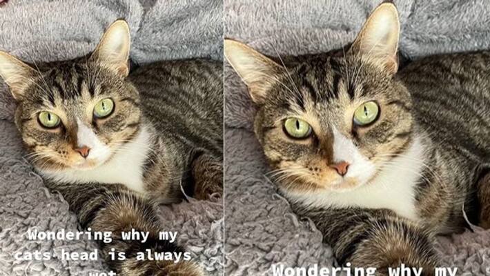 pet cats head is always wet and see the reason pet cats head is always wet and see the reason