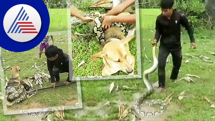 3 boys fight with python to save their pet dog video goes viral akb 3 boys fight with python to save their pet dog video goes viral akb