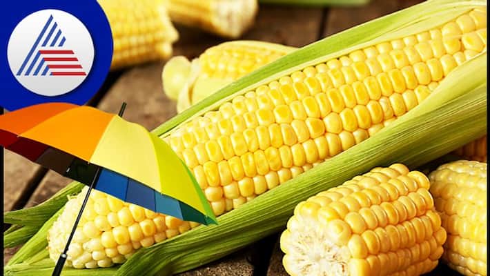 Health Effects Of Ating Maize In Pregnancy Health Effects Of Ating Maize In Pregnancy