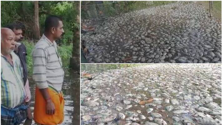 more than 1 lakh karimeen green chromide died in heavy rain at kottayam more than 1 lakh karimeen green chromide died in heavy rain at kottayam