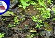 chikkamagaluru coffee growers  fear crop loss after rain effect gow