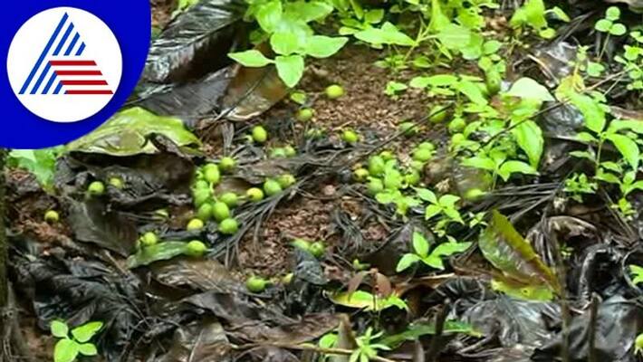 chikkamagaluru coffee growers fear crop loss after rain effect gow chikkamagaluru coffee growers fear crop loss after rain effect gow