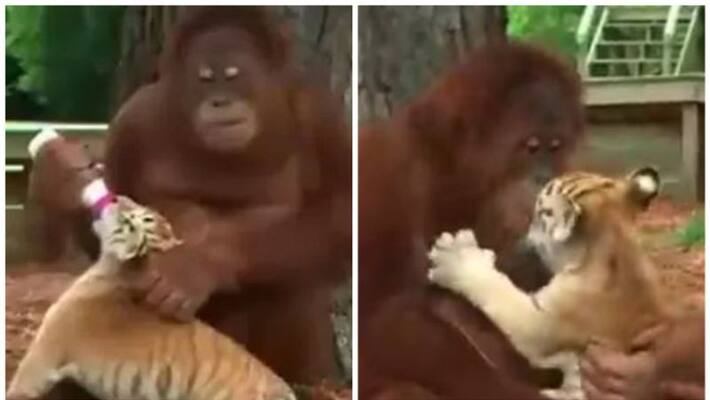anand mahindra reacts to this adorable video of an orangutan playing and feeding tiger cubs anand mahindra reacts to this adorable video of an orangutan playing and feeding tiger cubs