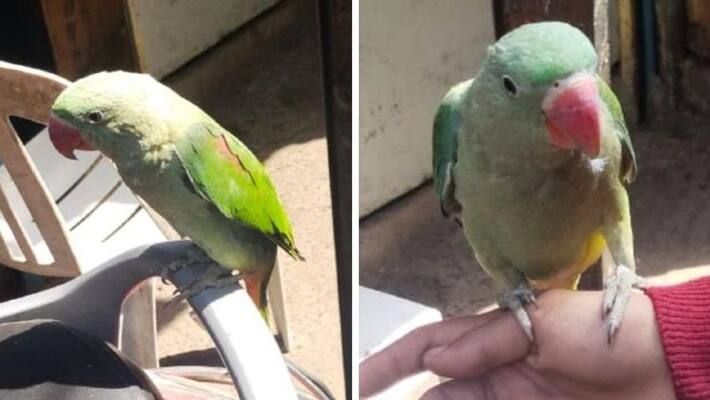 pune news 72 years old man complained police against parrot Maharashtra kpr pune news 72 years old man complained police against parrot Maharashtra kpr