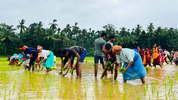Rice plant cultivation in paddy field dakshina kannada organise special Neji perba Festival for college student ckm Rice plant cultivation in paddy field dakshina kannada organise special Neji perba Festival for college student ckm