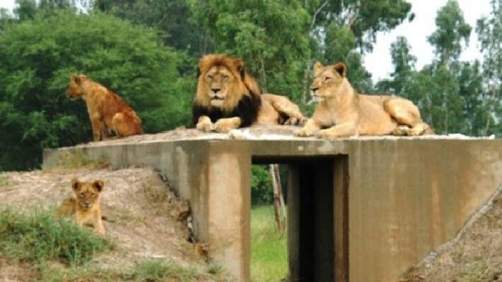 this zoo in Lahore auctioning African lions this zoo in Lahore auctioning African lions